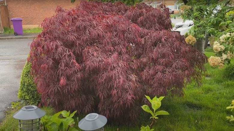 Tamukeyama Japanese maple in yard