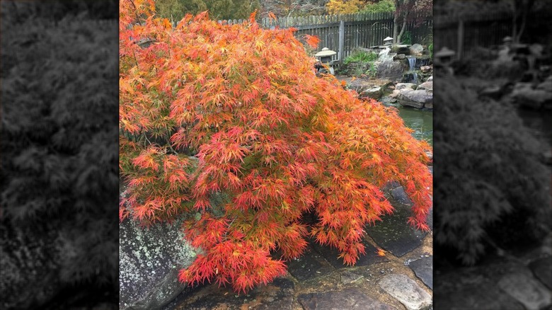 Waterfall Japanese maple orange leaves