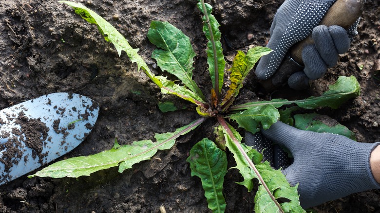 A gardener weeding 