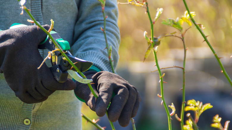 A gardener pruning 