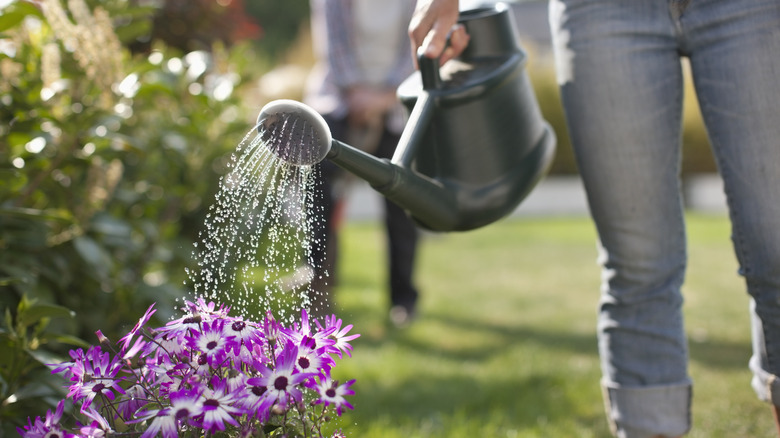 A gardener watering 