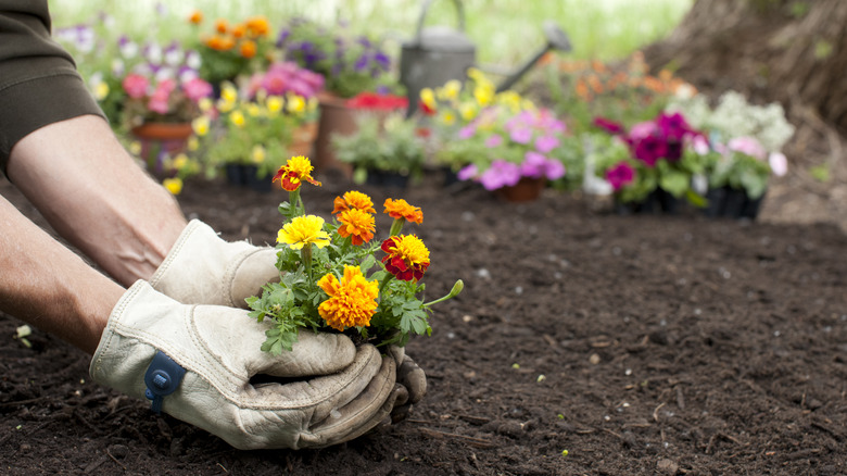 A gardener planting flower 