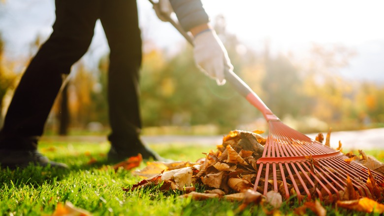 A gardener raking leaves 