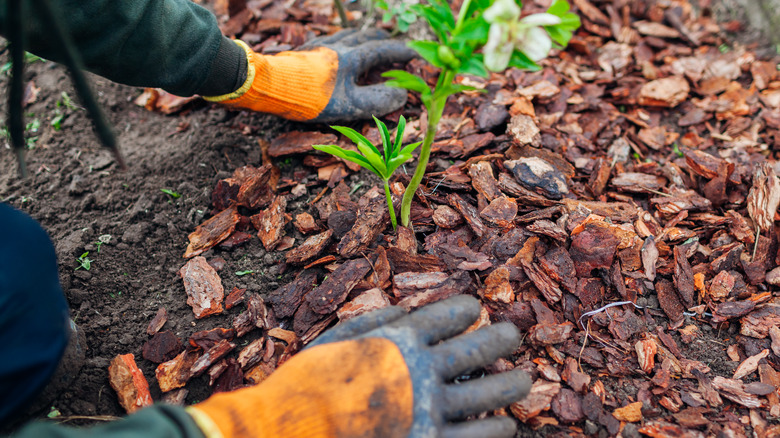 A gardener applying mulch 