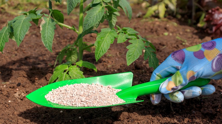 A gardener applying fertilizer 