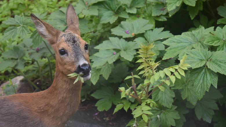 A deer eating plants