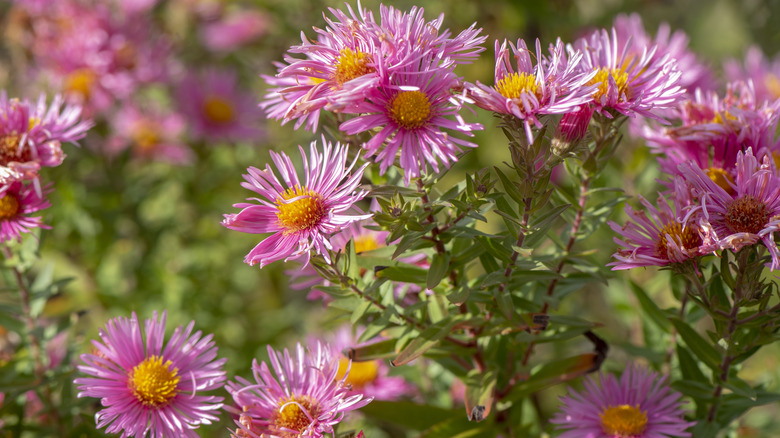 Pink asters with thread-like petals