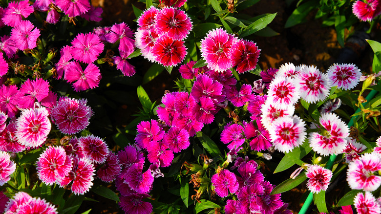 Assorted pink dianthus blooming with streaks of white