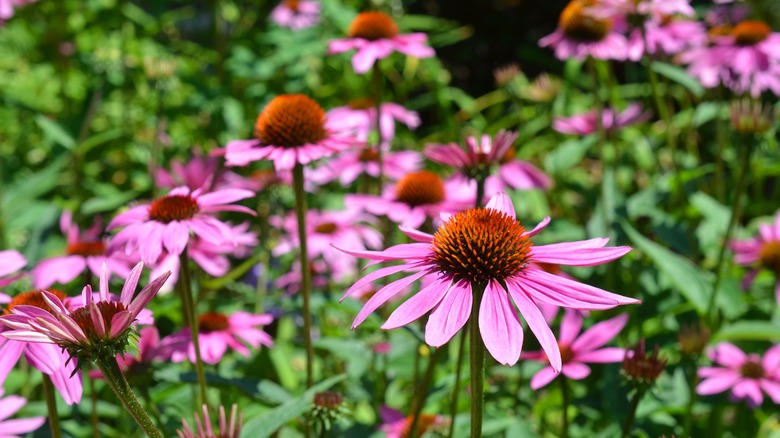 Pink echinacea coneflowers with orange center