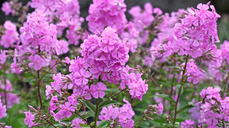 Pink phlox with five petal flowers on bloom spikes