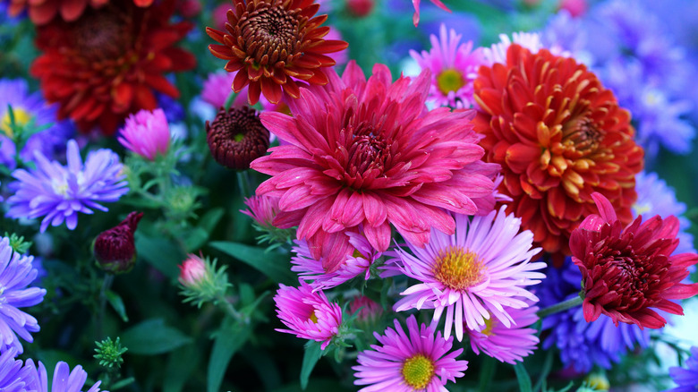 Various shades of Mums and asters with pink in the forefront