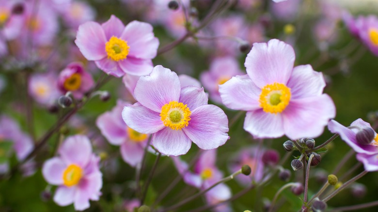 Pink Japanese anemones in bloom with five petals