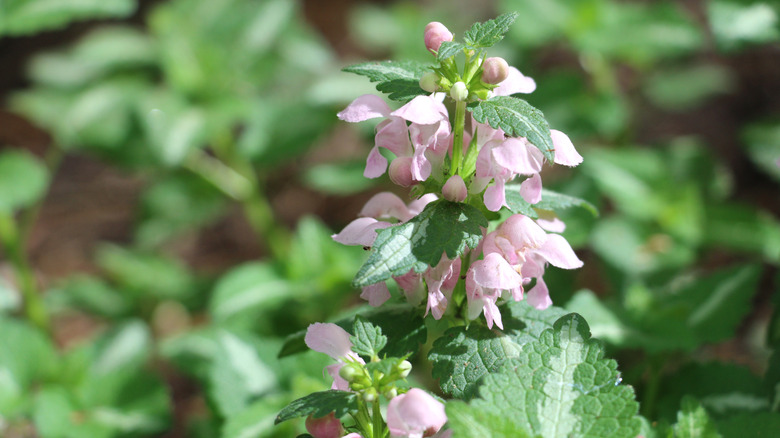 Lamium 'Pink Pewter' with light pink honeysuckle-like blooms