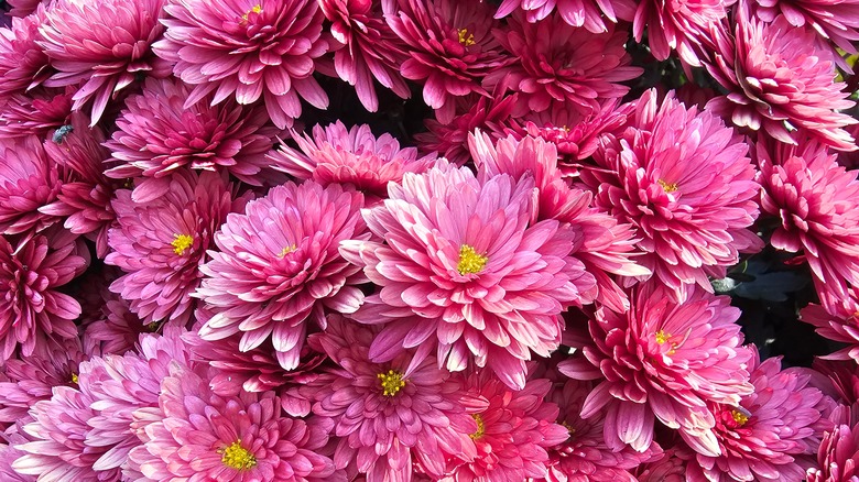 Bright pink mums in bloom