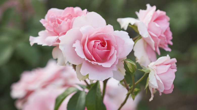 Light pink roses blooming on green stems