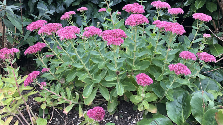 Pink sedum blooming in clusters