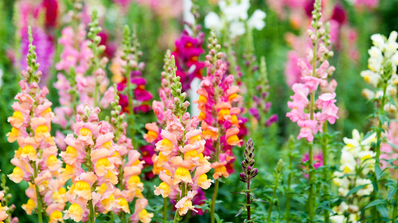 Snapdragons with shades of pink and yellow