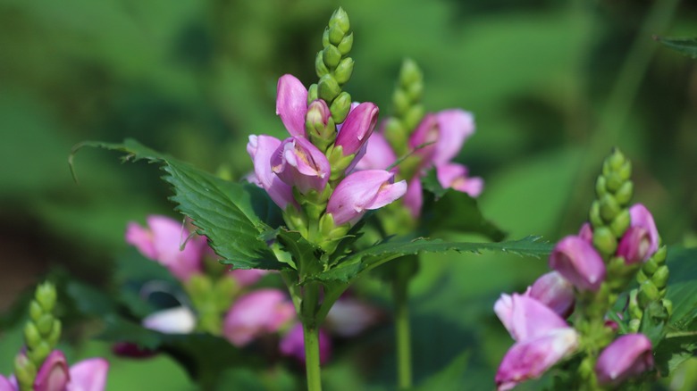 Turtlehead flower spike with small pink blooms