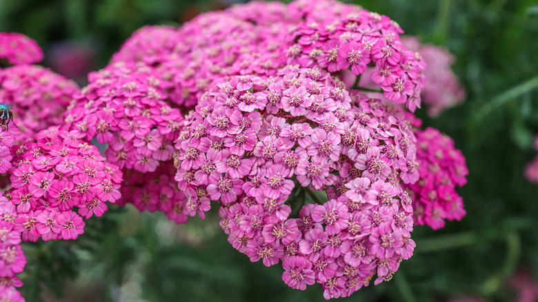 Pink yarrow with think umbells of blooms