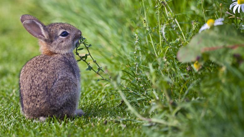 rabbit in garden