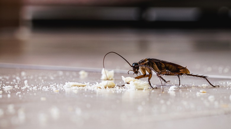 cockroach on floor