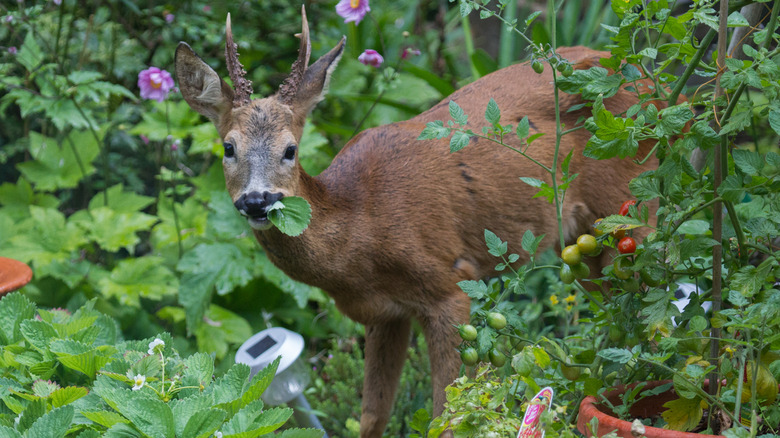 deer in garden