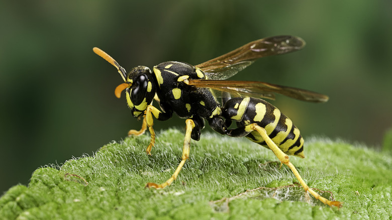 wasp on leaf