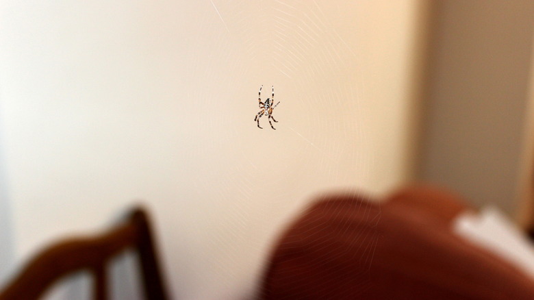 Spider hanging on a web