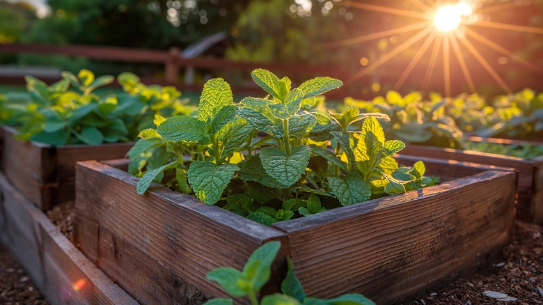 Minty plants at dawn