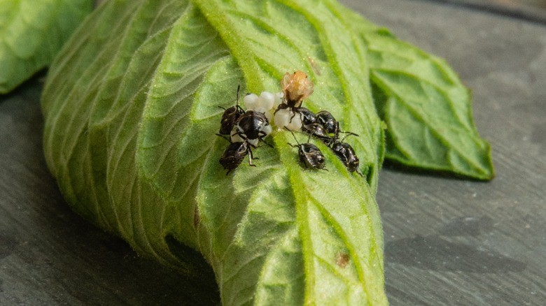 flea beetles on leaf