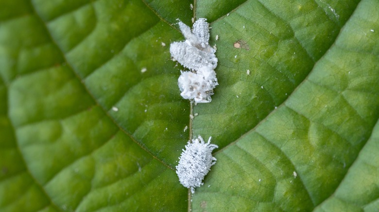 mealybugs on leaf