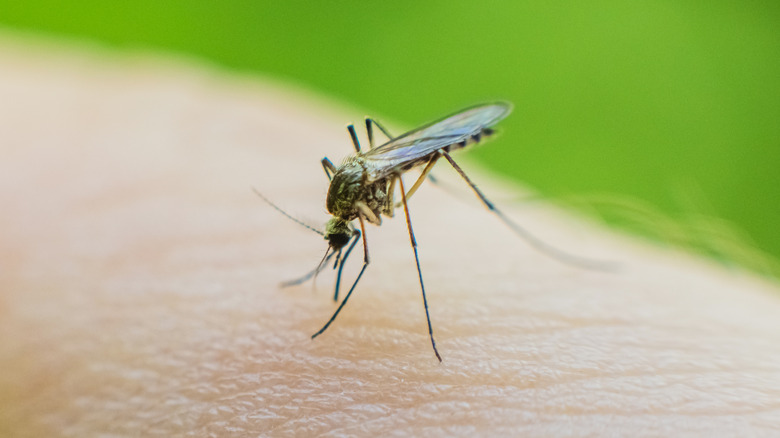 mosquito on skin