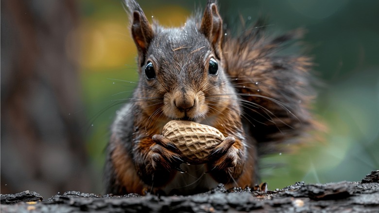 squirrel eating a nut