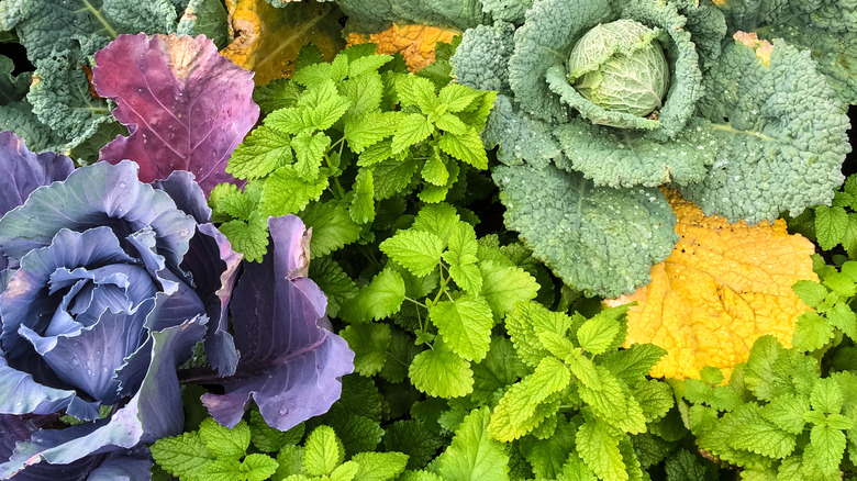 mint growing alongside cabbages