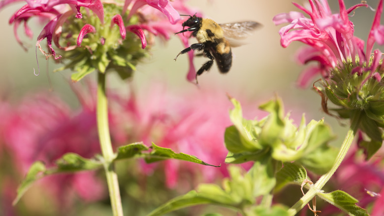 Bee pollinating bee balm flower