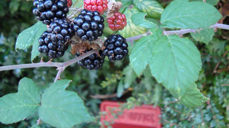 Thorny blackberry bushes