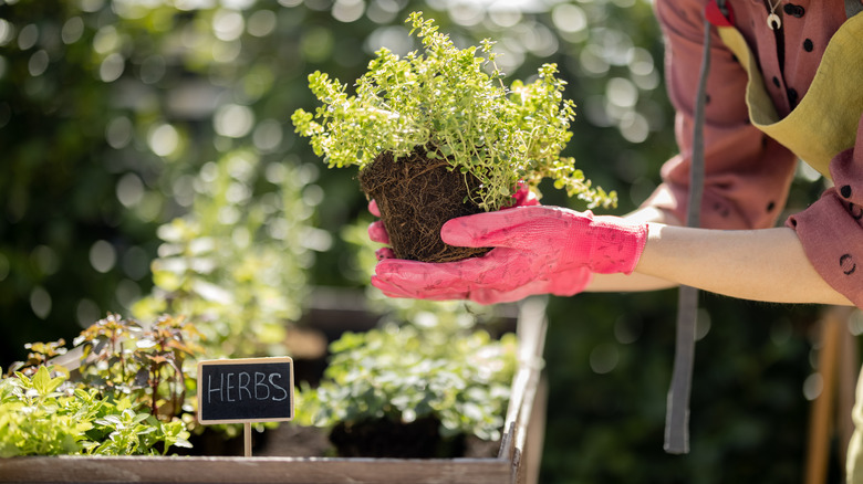 Planting thyme in garden