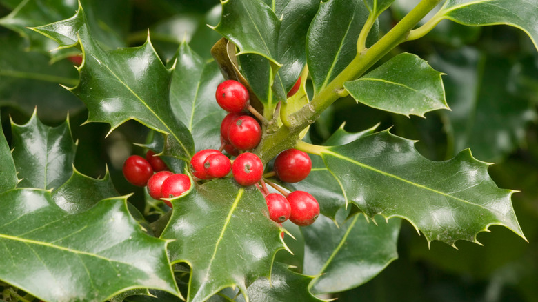 Thorny holly berries and leaves