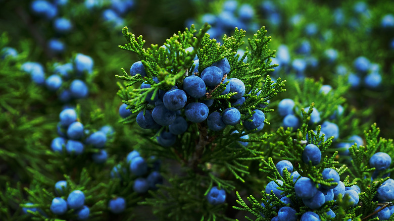 Juniper berries and branches 