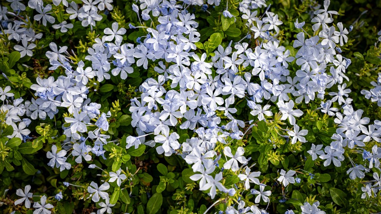 Leadwort flowering shrub