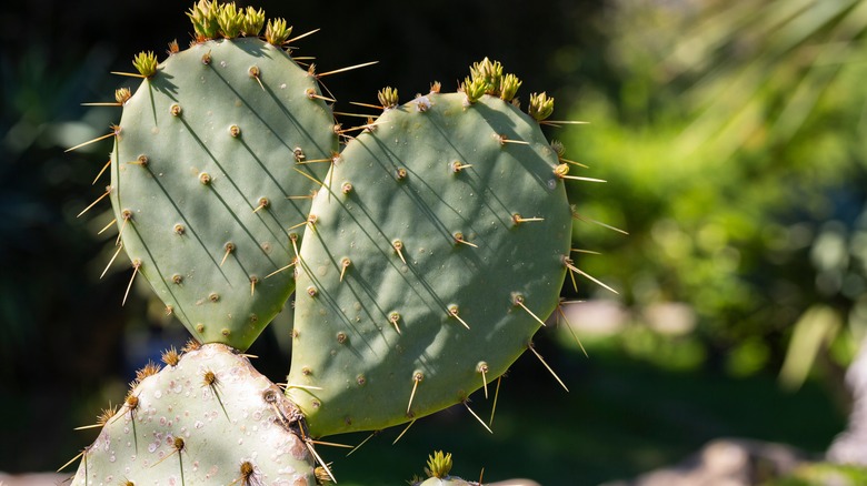 Pokey prickly pear cacti