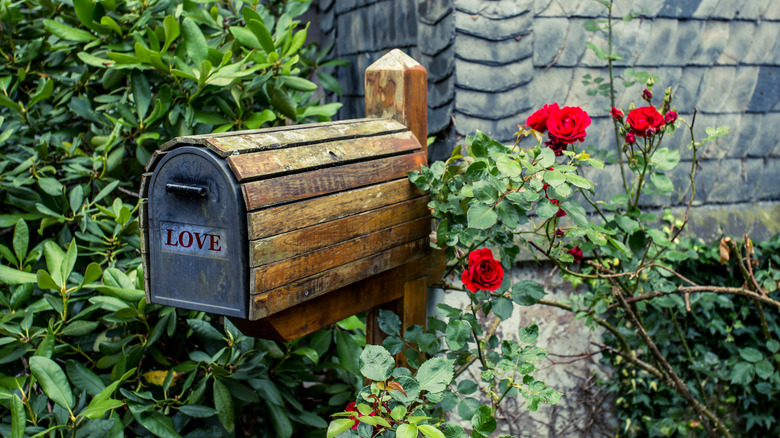 Roses growing by mailbox