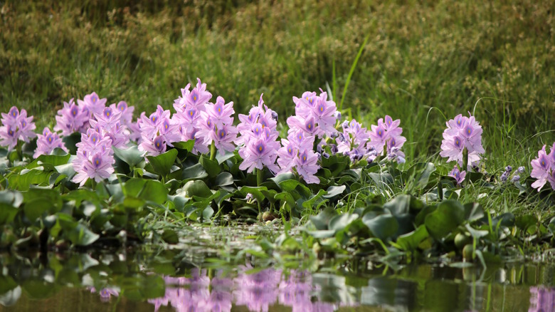 Water-based hyacinth flowers