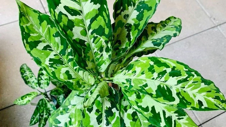 Overhead shot of an aglaonema tricolor pictum houseplant