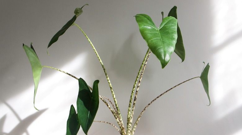 Alocasia zebrina petioles