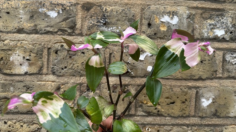 Cluster of tradescantia blushing bride stems