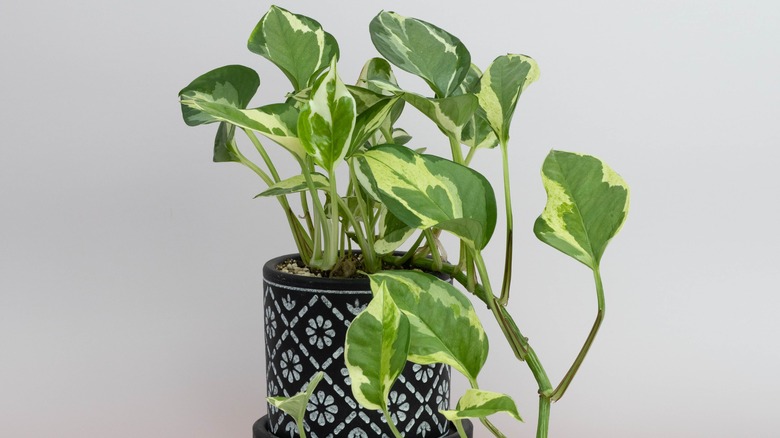 Pearls and jade pothos in a black and white pot