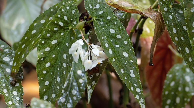 Closeup shot of a polka dot begonia's flowers and leaves