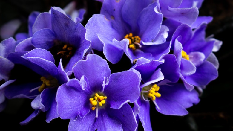 Closeup shot of african violet blooms