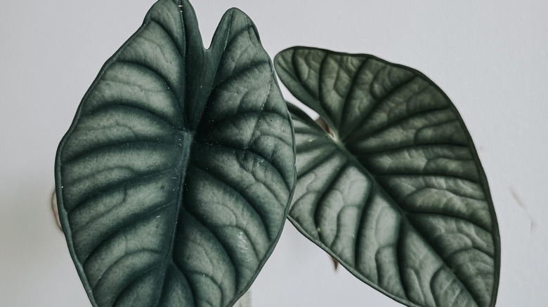 Pair of alocasia nebula leaves